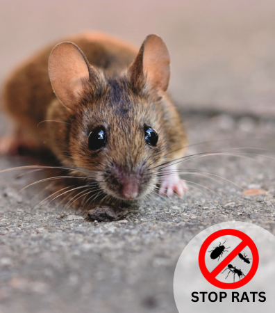 Rodent Solutions: Rodent/Mouse/Rat Pest Control Services Sydney