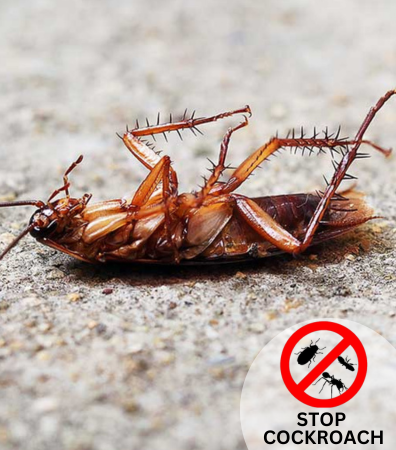 "Cockroach Pest Control Services Sydney: German Cockroch Control BugFree https://bugfree.com.au › cockroach-pest-control Cockroach Pest Control Services Sydney: German Cockroach Pest Control"