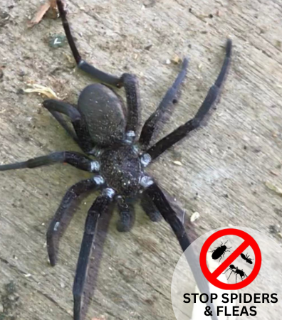 Spiders/Fleas Pest Control Services Sydney