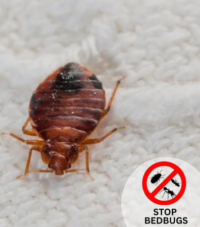 Bed Bug Treatment, Bed Bugs Removal Services Sydney