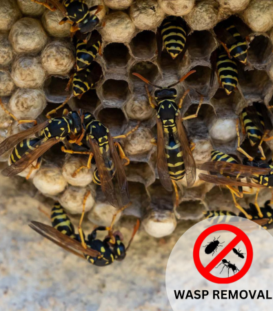 Wasp Control Services/Bees Removal Services Sydney