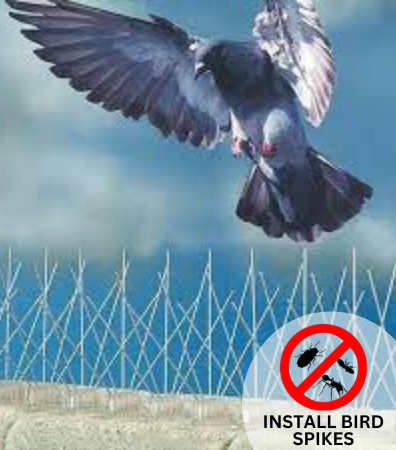 Bird Spikes Installation